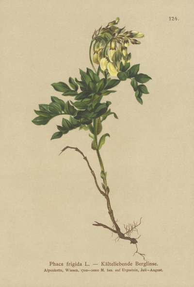Astrágalo alpino amarillo (Phaca frigida, Astragalus frigidus, Phaca ochreata, Tragacantha frigida) de German School